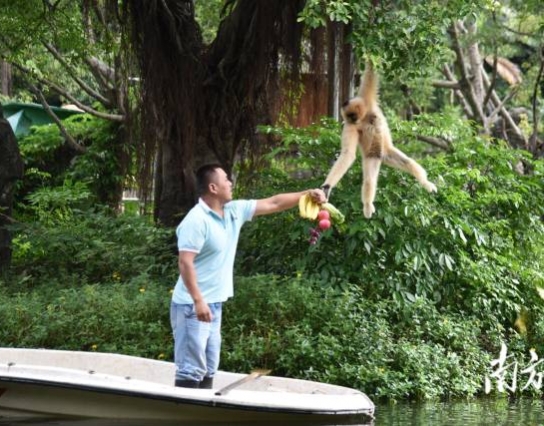 過節(jié)了！深圳野生動物園長臂猿喜獲“水果大餐”