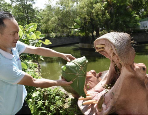 深圳野生動(dòng)物園“粽”飄香吸引眾動(dòng)物品嘗